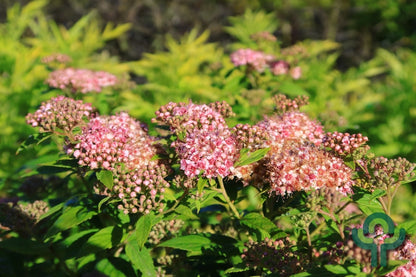 Spiraea japonica 'Little Princess'