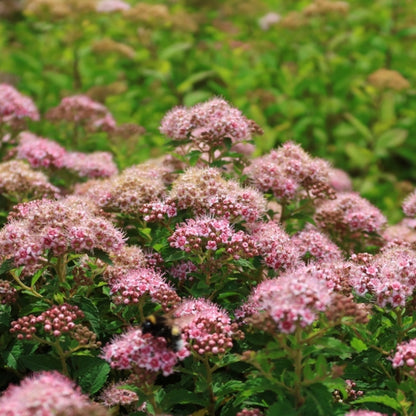 Spiraea japonica 'Nana'