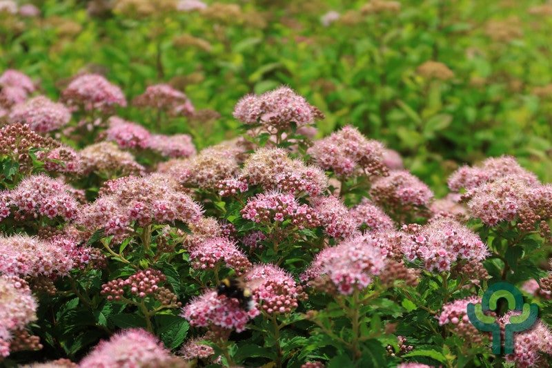 Spiraea japonica 'Nana'