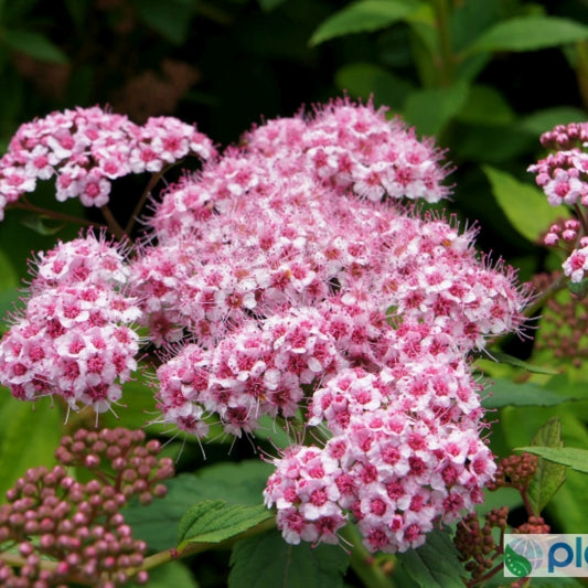 Spiraea japonica 'Sparkling Champagne'