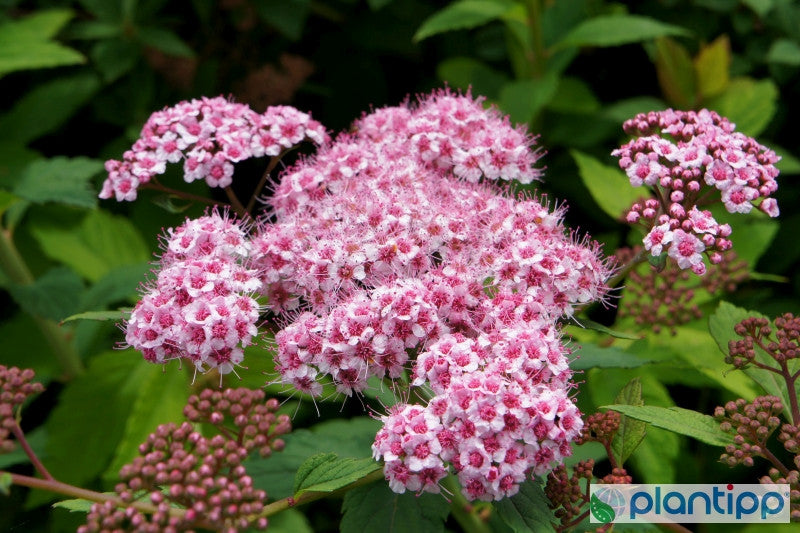 Spiraea japonica 'Sparkling Champagne'
