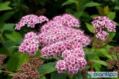 Spiraea japonica 'Sparkling Champagne'