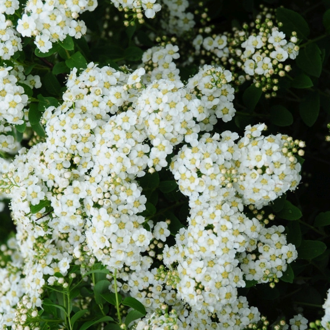 Spiraea nipponica 'June Bride'