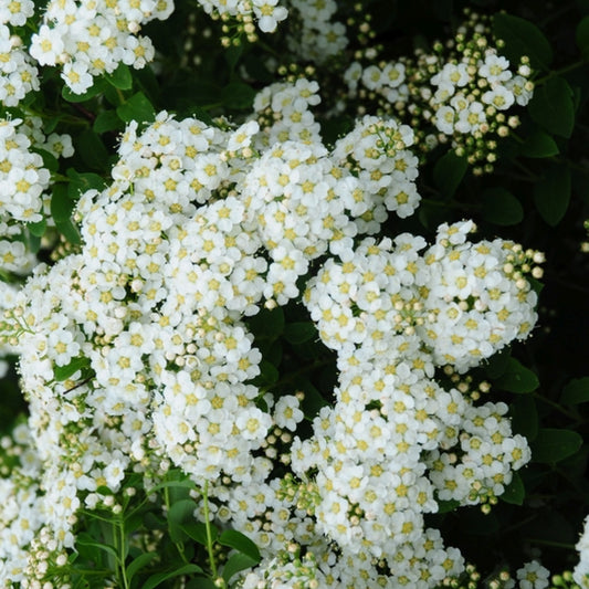 Spiraea nipponica 'June Bride'