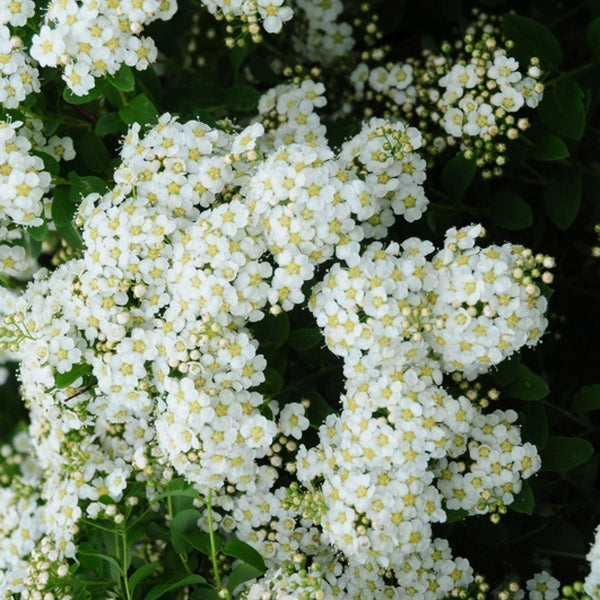 Spiraea nipponica 'June Bride'