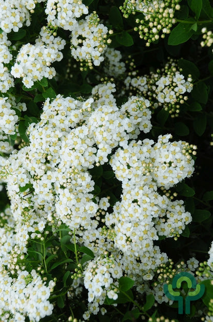 Spiraea nipponica 'June Bride'