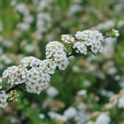 Spiraea nipponica 'Snowmound'