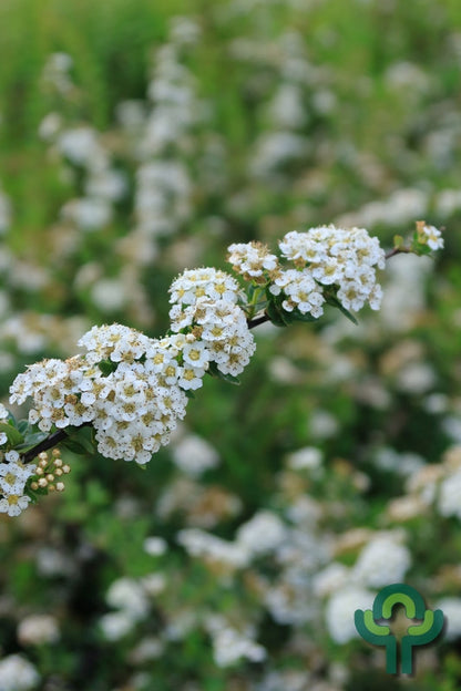 Spiraea nipponica 'Snowmound'