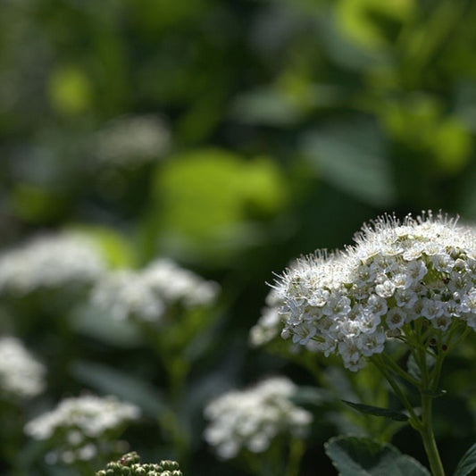 Spiraea betulifolia 'Tor'