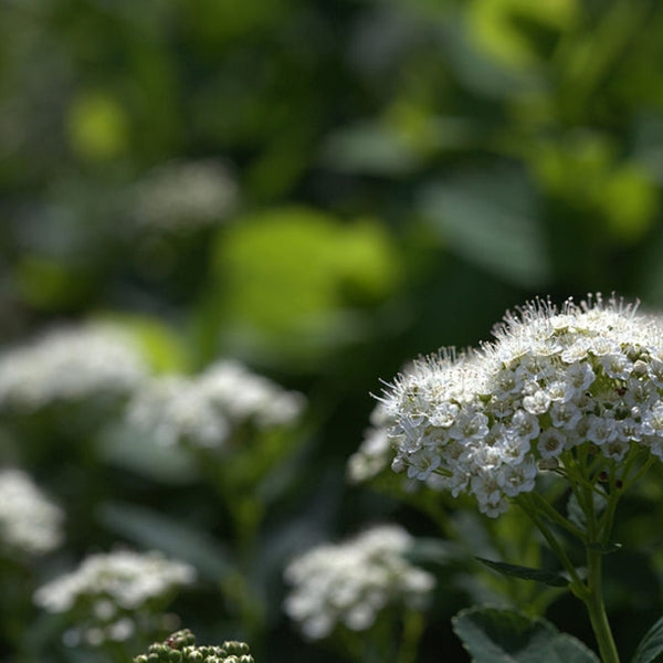 Spiraea betulifolia 'Tor'