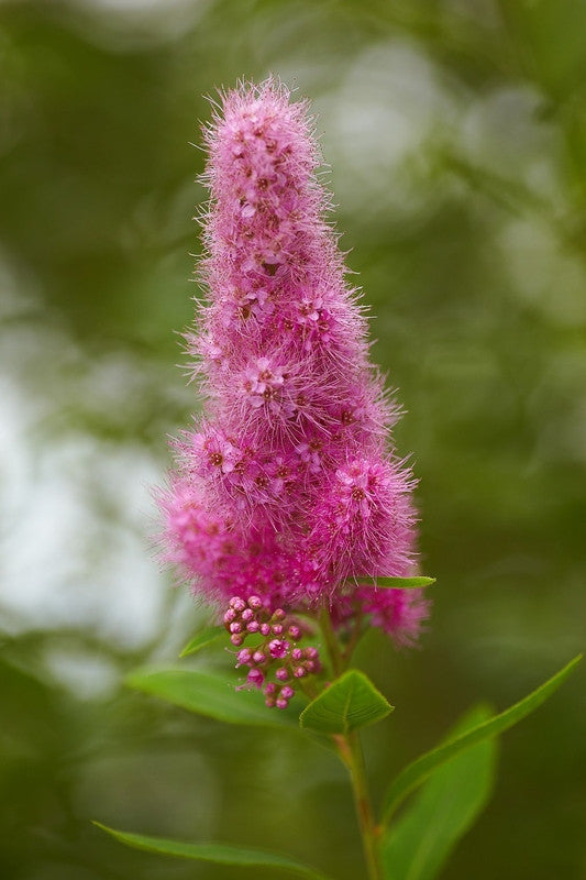 Spiraea billardii