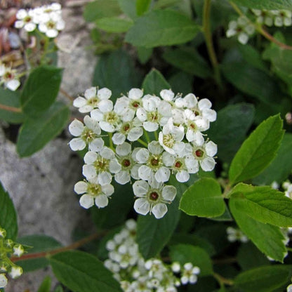 Spiraea decumbens