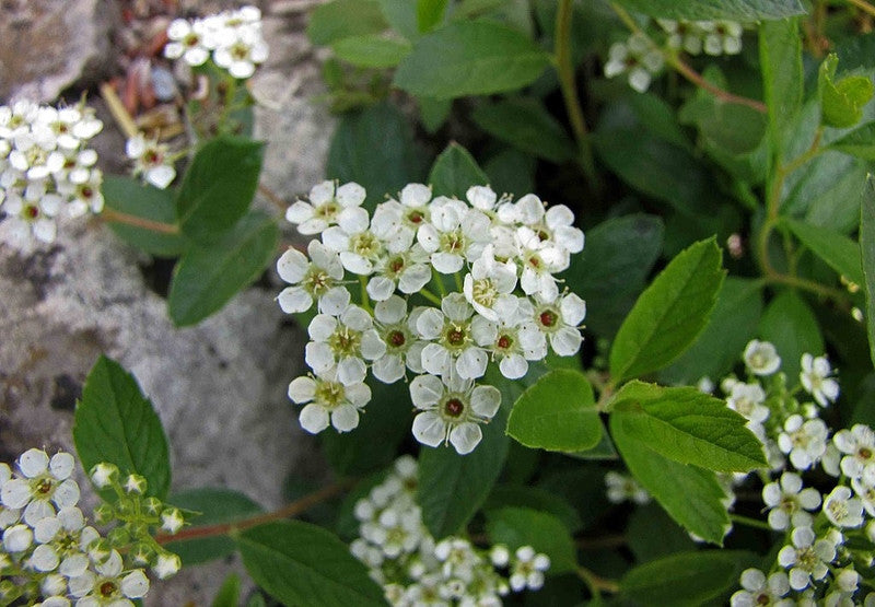 Spiraea decumbens