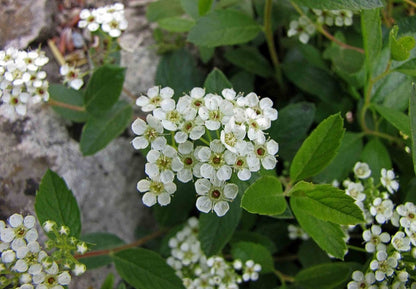 Spiraea decumbens
