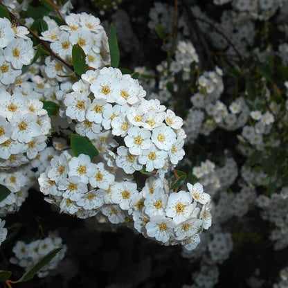 Spiraea vanhouttei