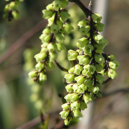 Stachyurus chinensis 'Celina'
