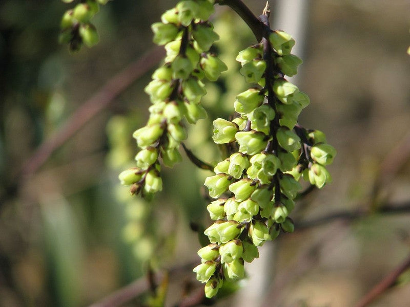 Stachyurus chinensis 'Celina'
