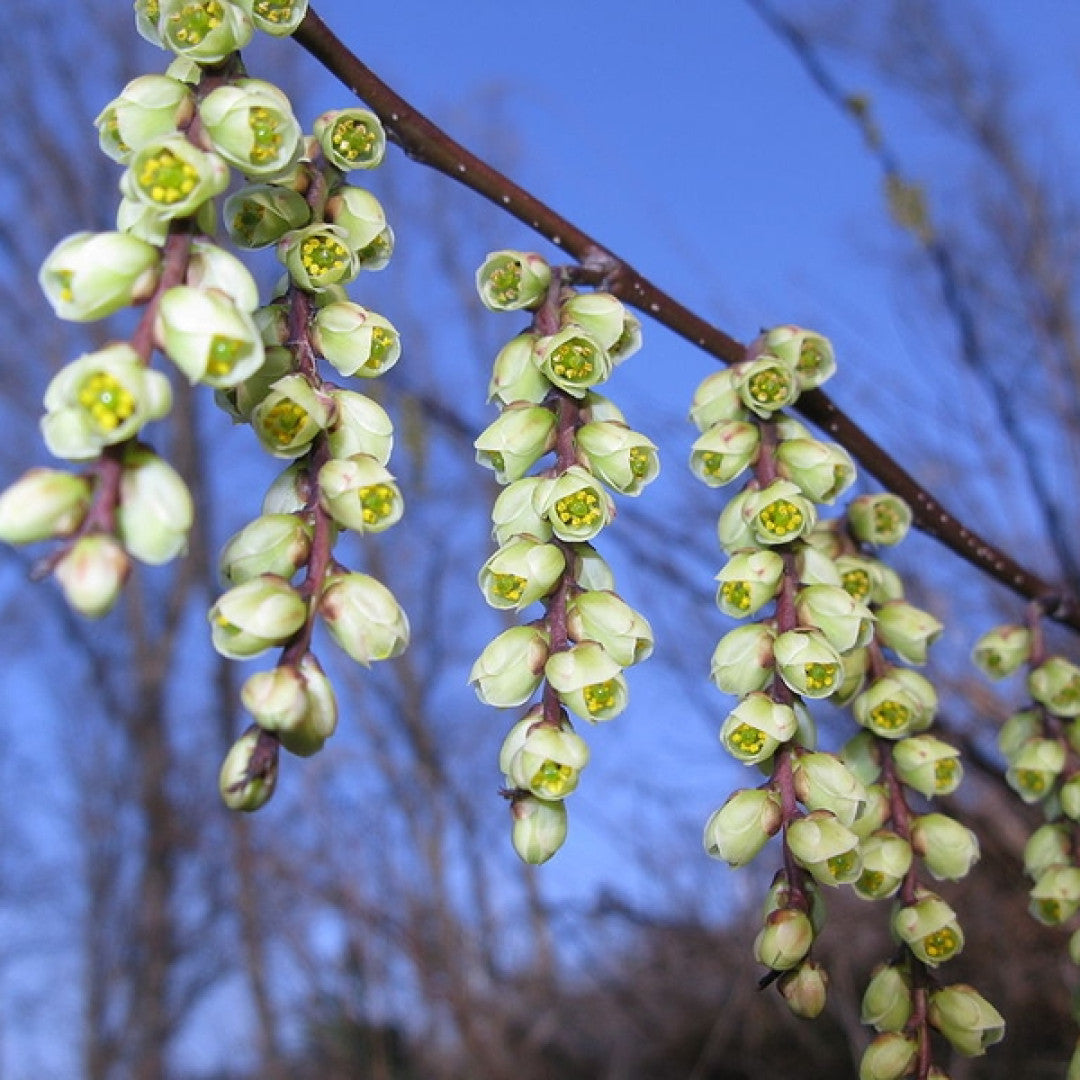 Stachyurus chinensis praecox