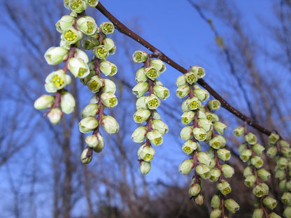Stachyurus chinensis praecox