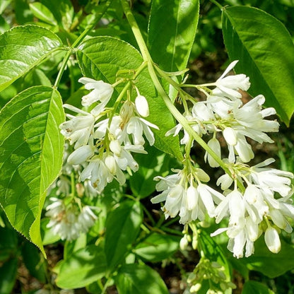 Staphylea colchica
