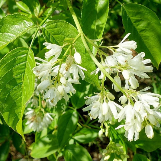Staphylea colchica