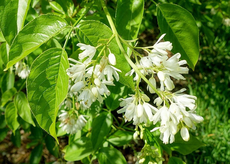 Staphylea colchica