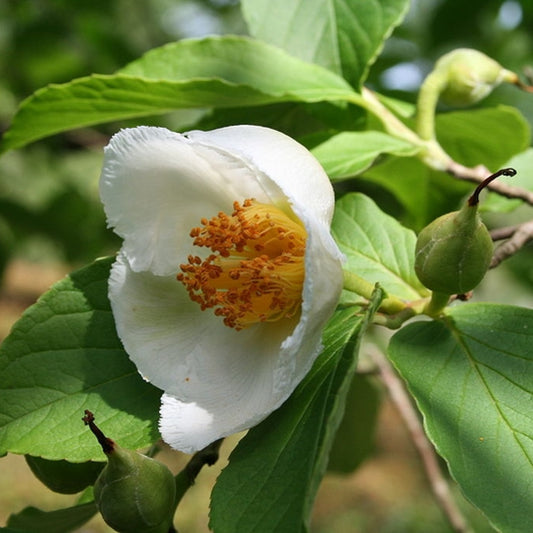Stewartia pseudocamellia