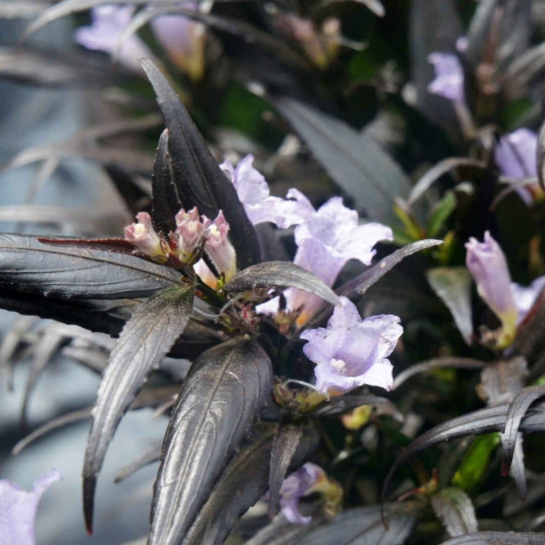 Strobilanthes anisophyllus Brunetthy