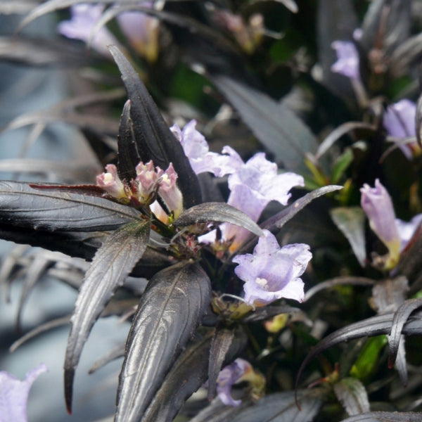 Strobilanthes anisophyllus Brunetthy
