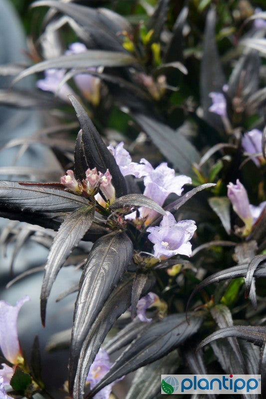 Strobilanthes anisophyllus Brunetthy