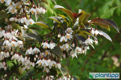 Styrax japonicus 'Evening Light'