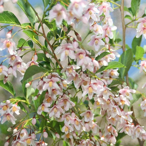 Styrax japonicus 'Pink Chimes'