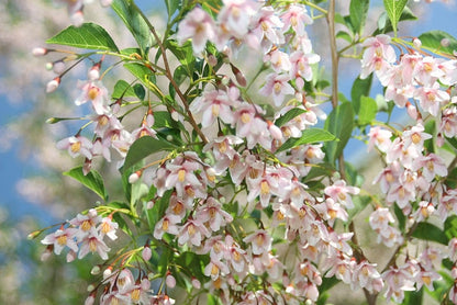 Styrax japonicus 'Pink Chimes'