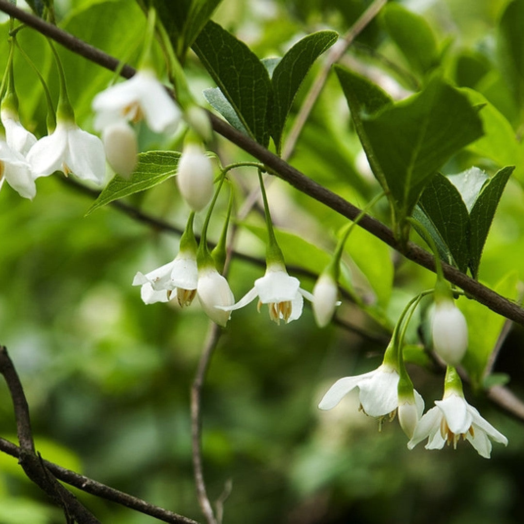 Styrax japonicus