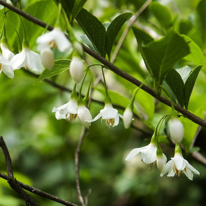 Styrax japonicus