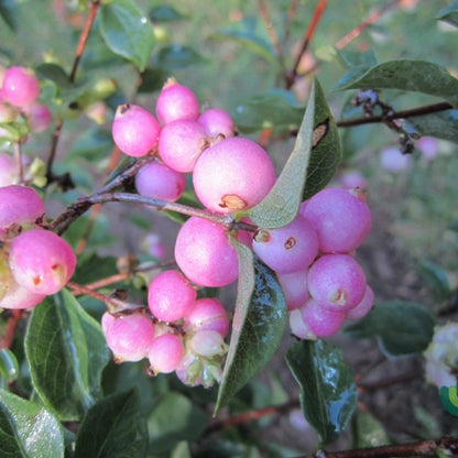 Symphoricarpos doorenbosii 'Magic Berry'