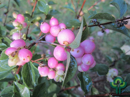 Symphoricarpos doorenbosii 'Magic Berry'