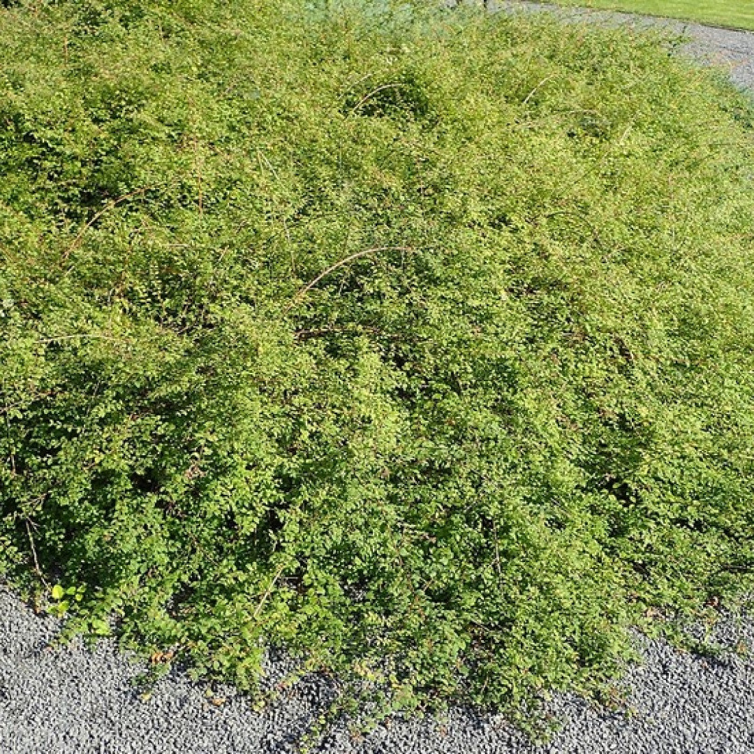 Symphoricarpos chenaultii 'Hancock'