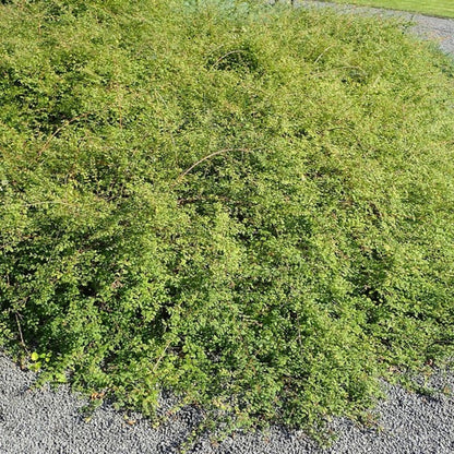 Symphoricarpos chenaultii 'Hancock'