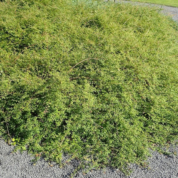 Symphoricarpos chenaultii 'Hancock'