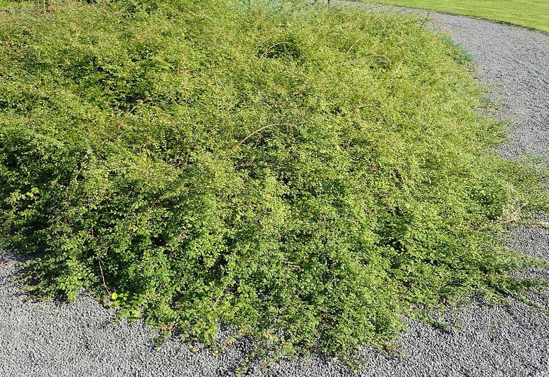 Symphoricarpos chenaultii 'Hancock'