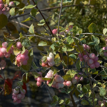 Symphoricarpos doorenbosii 'Mother of Pearl'