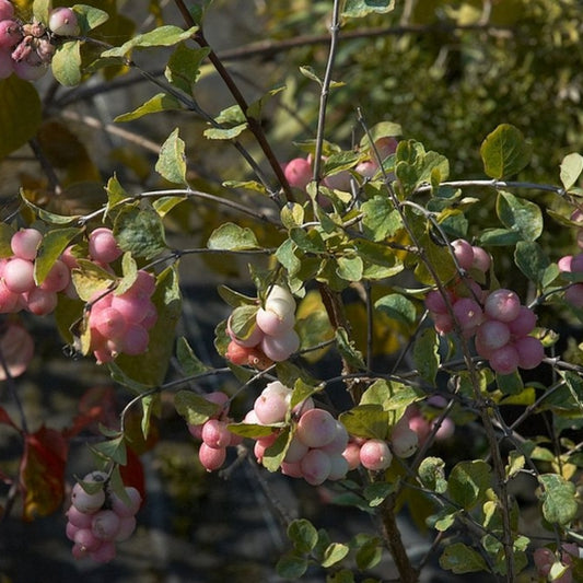 Symphoricarpos doorenbosii 'Mother of Pearl'