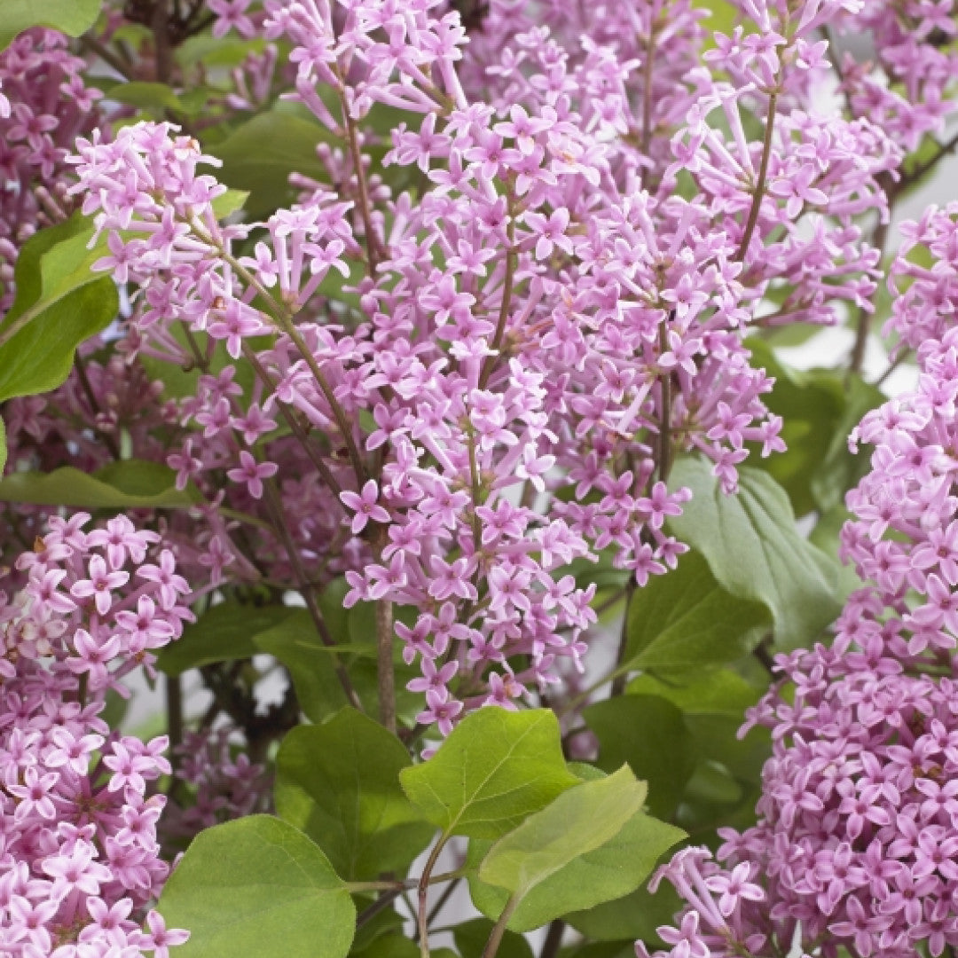 Syringa 'Flowerfest Pink' ®