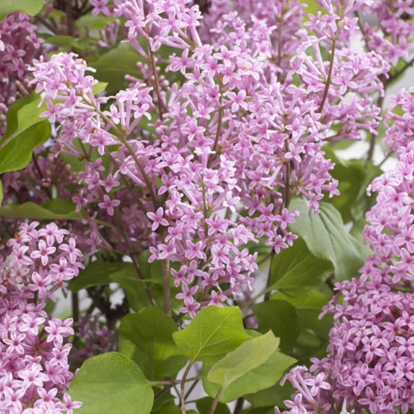 Syringa 'Flowerfest Pink' ®