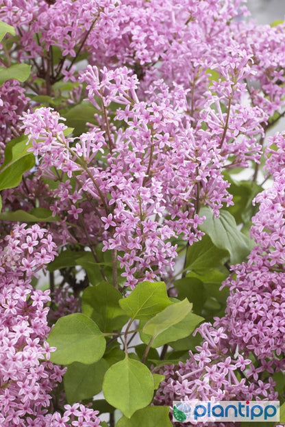 Syringa 'Flowerfest Pink' ®
