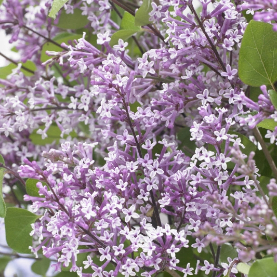 Syringa 'Flowerfest Purple' ®
