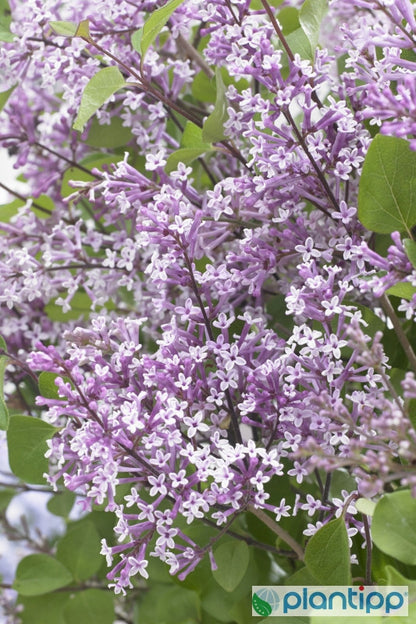 Syringa 'Flowerfest Purple' ®