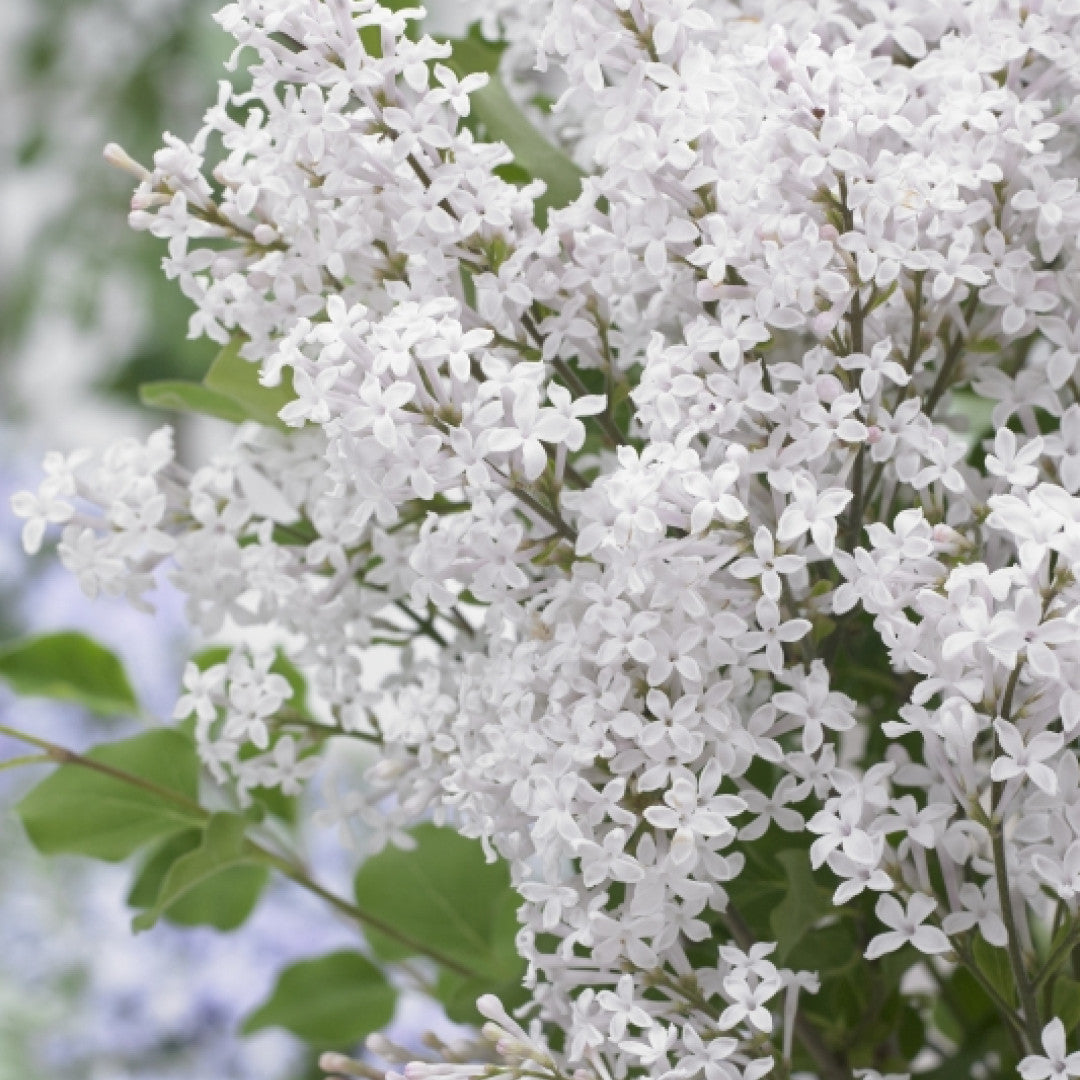 Syringa 'Flowerfest White' ®