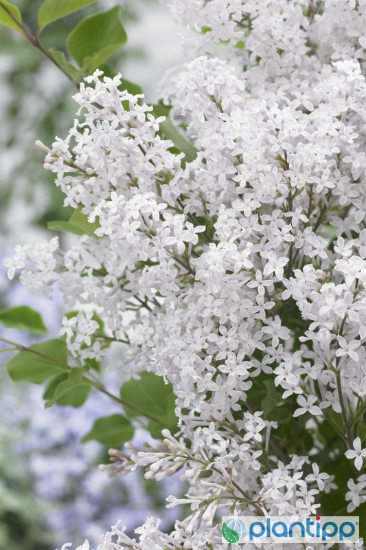 Syringa 'Flowerfest White' ®